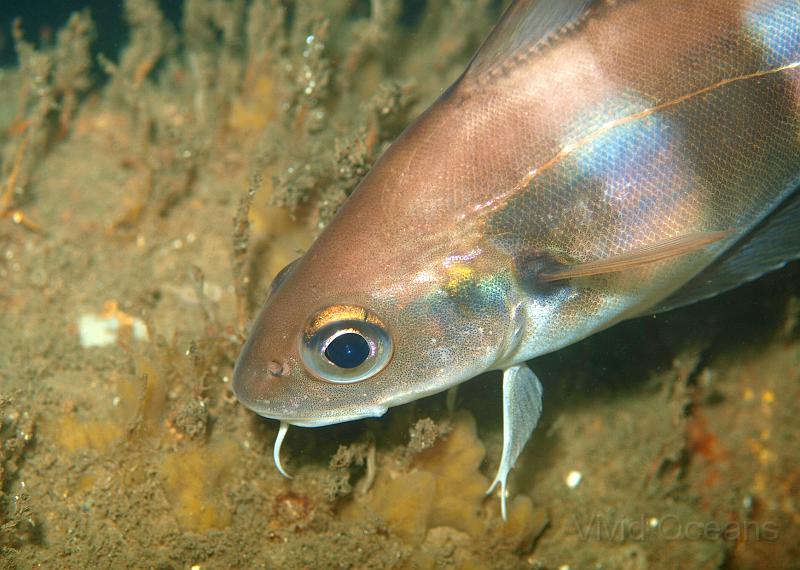 P7196924.JPG - They are often attractively striped and have a single barbel under the chin.