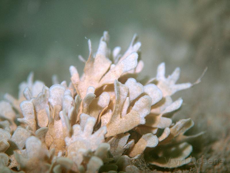 P7196940.JPG - A much more familiar bryozoan, Hornwrack - Flustra foliacea- that beige stuff you find along the tideline
