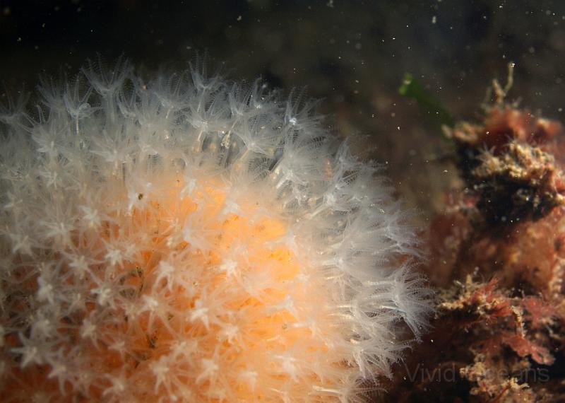 DW284637.JPG - The feeding polyps on a Deadman's Finger - Alcyonium digitatum