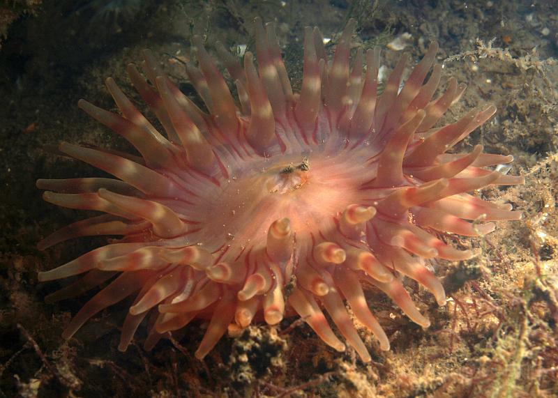 DW284644.JPG - Dahlia anemones have a short stalk and fat arms, as well as looking like ripple ice cream. The need a hard substrate to grow on so you won't find them out on the sand