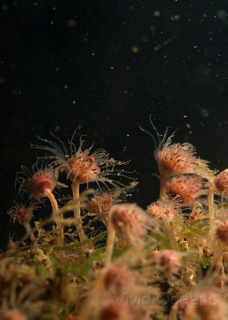 DW284646.JPG - The Oaten Pipe hydroids - Tubularia larynx - feed on passing food too