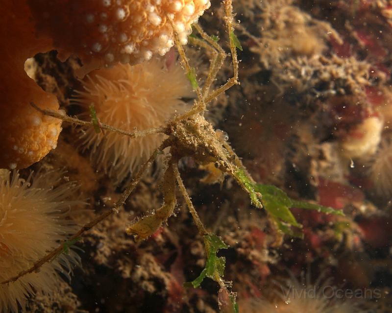 DW284648.JPG - Even the spider crabs - this is a Macropodia species as it is free of sponge and has very long legs - grab morsels from the current rather than moving around unless they can help it.
