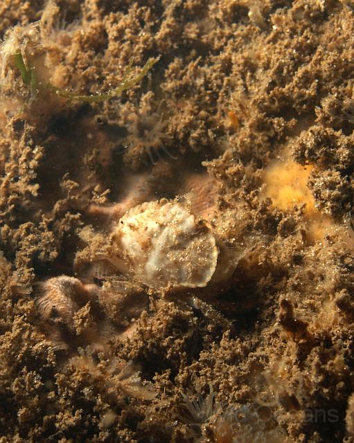 DW284649.JPG - Dawn spotted this tiny crab, we're not sure if it's a juvenile or just tiny