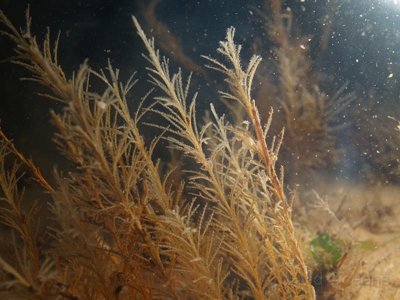 DW284693.JPG - These feathery hydroids don't seem to be as devastated by predators as the Oaten Pipes and stay throughout the diving season