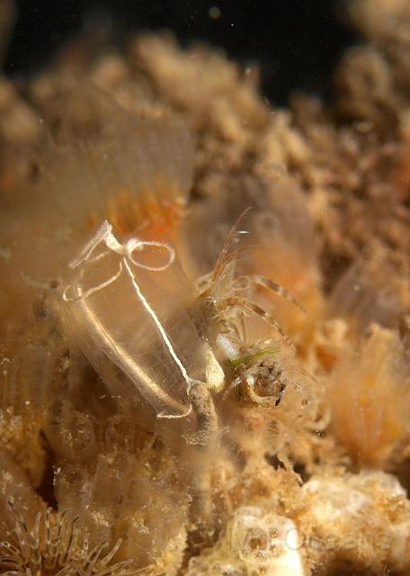 P6286189.JPG - Although Lightbulb tunicates are cute the star here is the evil amphipod - look at the size of it. The wrecks are covered in these. They provide food for a lot of the things you can see and eat many of the things you can't