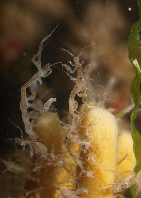 P6286210.JPG - The skeleton shrimps are everywhere this year but they favour standing around on sponges. They use a cluster of legs at their rear to secure themselves as they sway around grabbing food