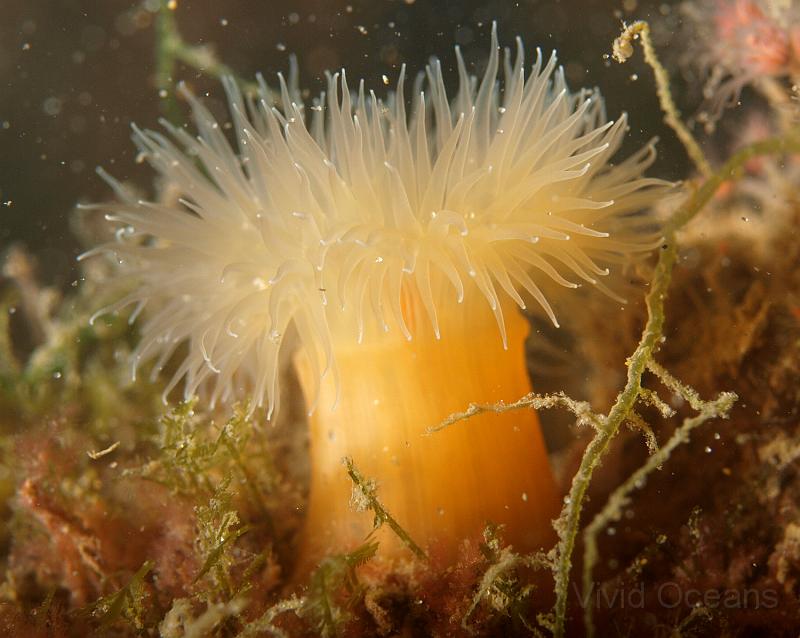 P6286224.JPG - The Plumose anemones - Metridium senile - weren't as showy as they have been