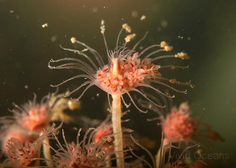 P6286229.JPG - The tentacles are for feeding but the seed-like things in the middle are larvae ready to be released to crawl about - apparently they don't float off as plankton