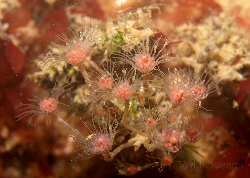 P6286232.JPG - There are 2 types of Tubularia hydroid, the larger single stalks are T indivisa and these bunches are T. larynx - they are very similar