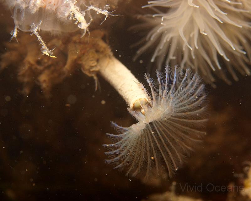 P6286233.JPG - The Peacock fanworms - Sabella pavonina - we saw were all quite small, around 15mm across