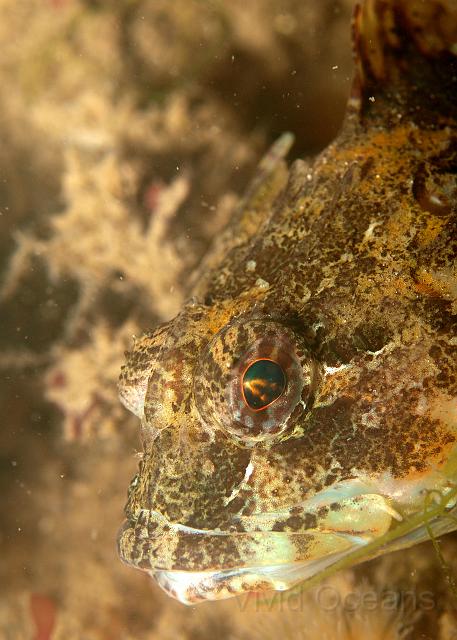P6286249.JPG - A Long spined Sea Scorpion - Taurulus bubalis