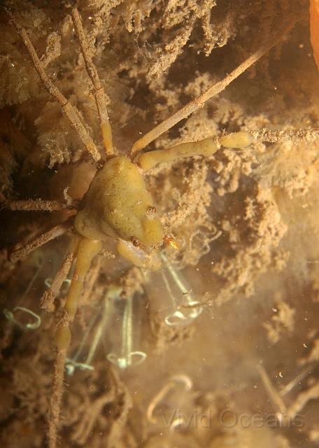 P6286270.JPG - The Inachus Spp. sponge covered spider crabs are the more attractive type but as they are covered up it isn't possible to precisely ID them without an autopsy... which seems rather unnecessary