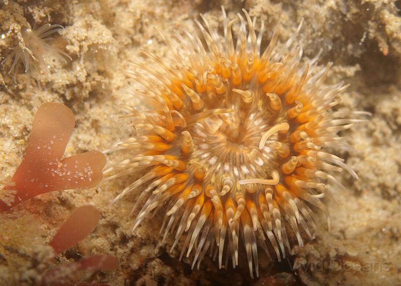 P6286296-1.JPG - An Elegant Anemone in what seems to be this year's colour