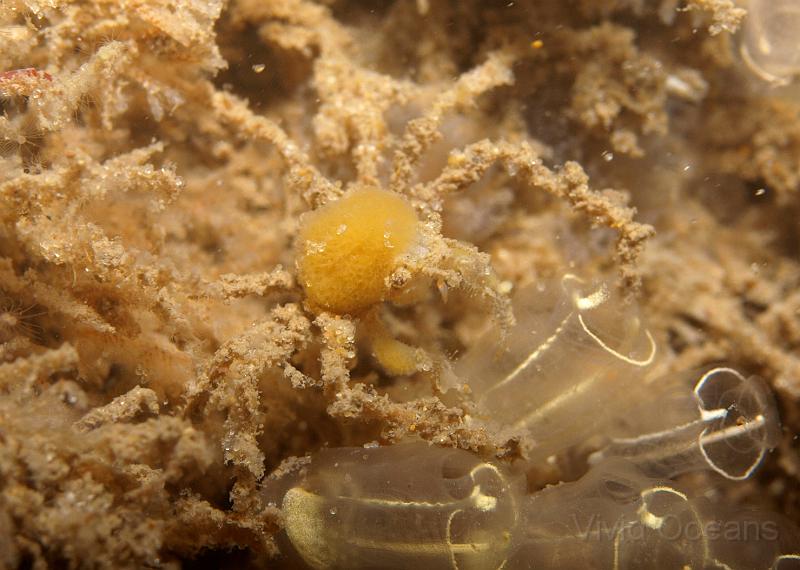 P6286305.JPG - A very 'wee' Inachus Spp. crab, hanging out with the slugs.