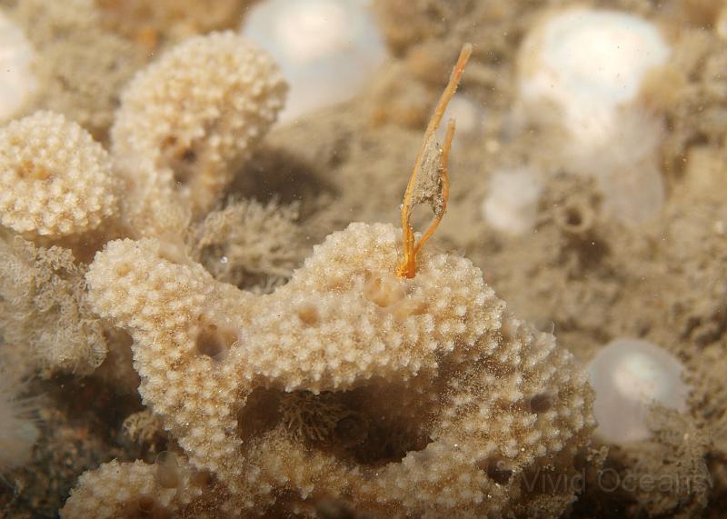 P6296364.JPG - Even sponge (this one is Goosebump sponge -Dysidea fragillis ) was overpowering the hydroids