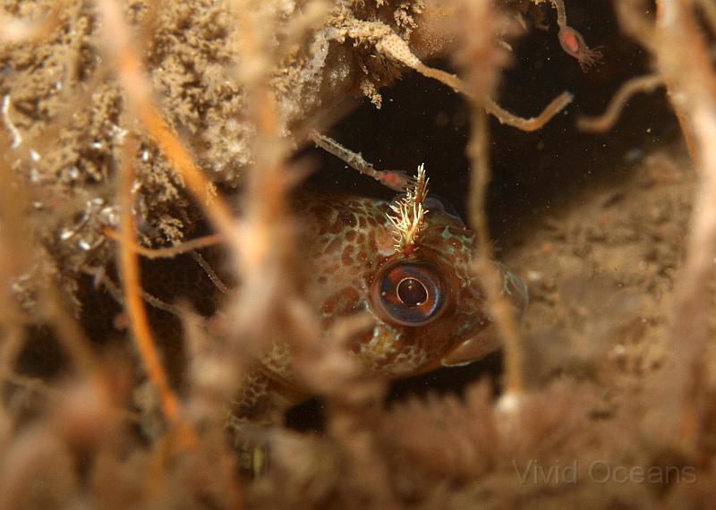 P6296379.JPG - The slug infestation was so bad we nearly missed this Tompot Blenny - only the second we have seen in the North Sea but clearly part of a previously unreported population around Norfolk as he isn't the same one we saw last year