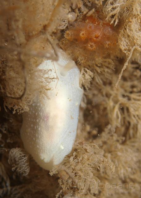 P6296382.JPG - Wow, a different slug! A Cadlina laevis - not as attractive as our favourite Scotty Dog slugs