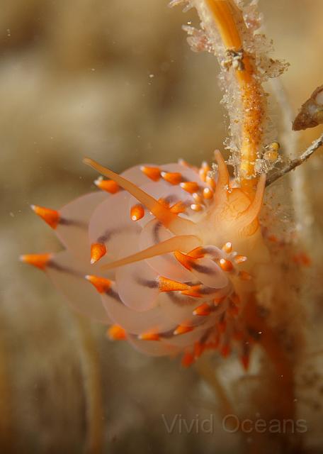 P6296389.JPG - This Eubranchus farrani is the most exotic slug looking I've ever seen around the UK