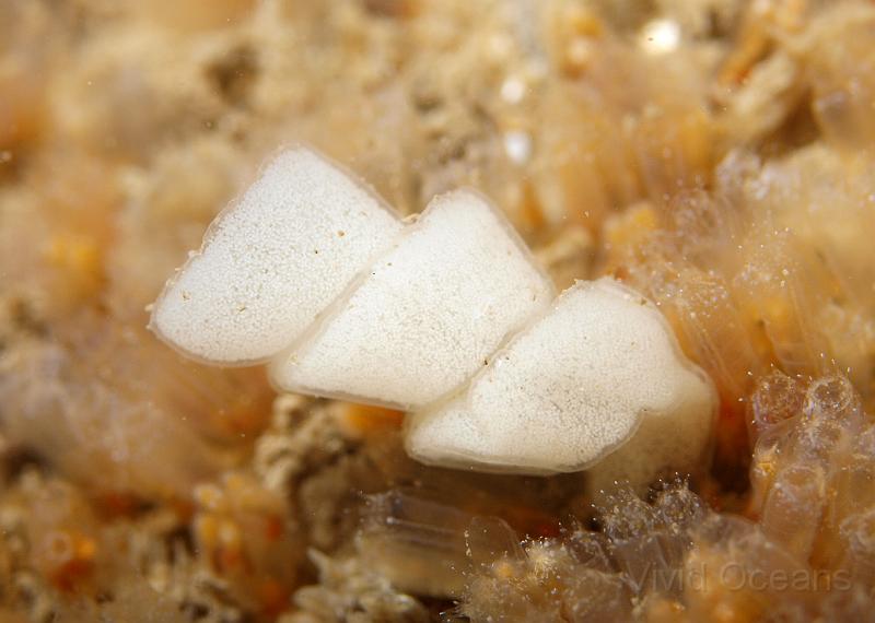 P6296397.JPG - More, different nudibranch eggs surrounded by ascidians (sea squirts)
