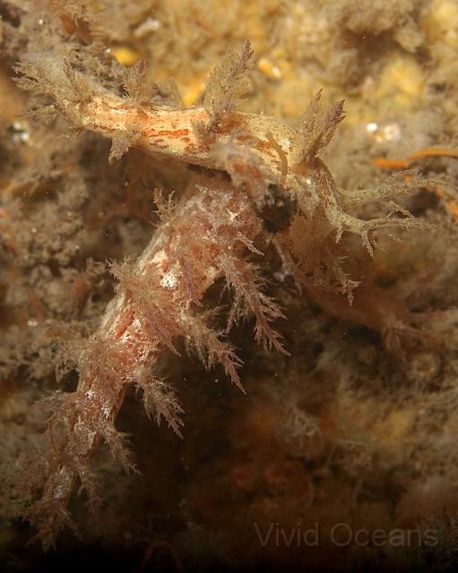 P6296419.JPG - This may be an orgy or could simply be a slug traffic accident as they search for the last of the hydroids