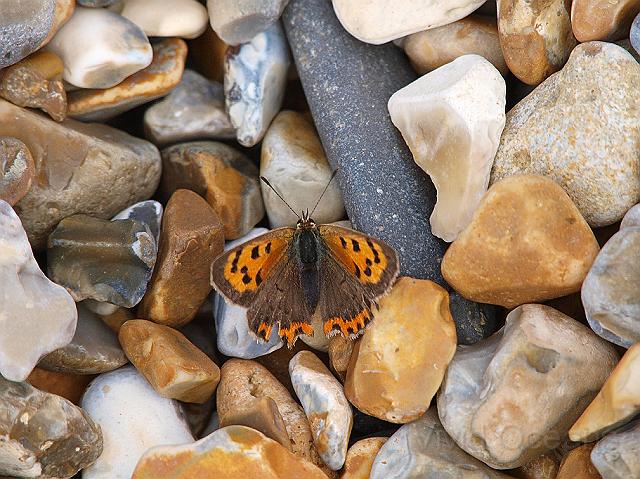 P8237496.JPG - At the back of the beach there's wildlife which has strayed off the marshes - a small copper?