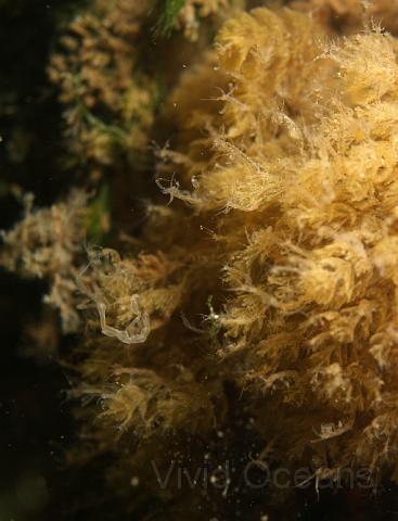 DW246552.jpg - There were still loads of Caprella Spp. skeleton shrimps about - this lot on Bugula Spp. bryozoan