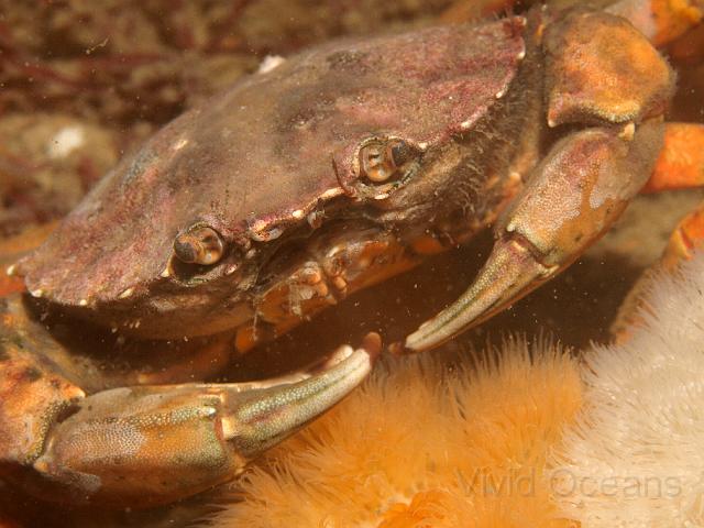 P8247504.JPG - Another rough looking Shore crab - Carcinus maenas