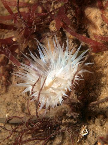 P8247518.JPG - Another Elegant anemone - surrounded by various red algae