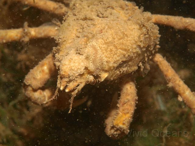 P8247525.JPG - This spider crab has picked up a bit of everything, sponges, squirts and bryozoans