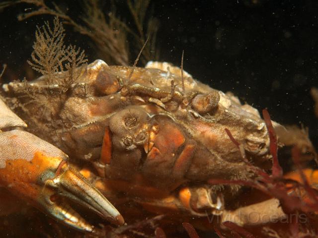 P8247559.JPG - ...but this one took the prize. So covered in bryozoans he clearly can't see