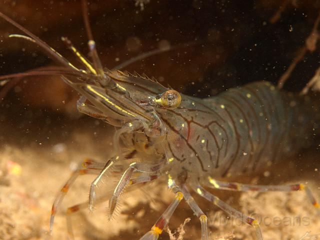 P8247583.JPG - You can see the serrated rostrum which gives the Common prawn - Palaemon serratus - its name
