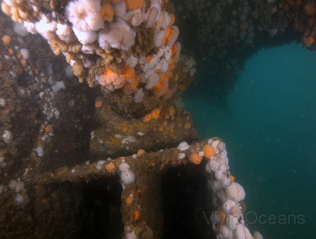 RS247761.jpg - The anemones enjoy the channeled current as well. You can still see the bearing quite clearly too
