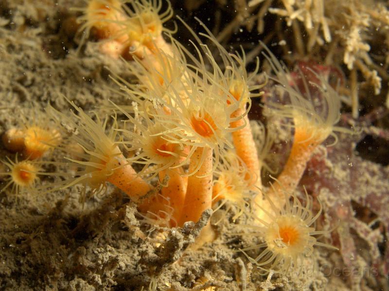 DW115154.JPG - Sometimes called a Golden zooanthid Parazoanthus axinellae is an anemone and is partially named for its association with the Axinella sponge (According to Brittanica.com and nowhere else I can find, they also say it's a coral)