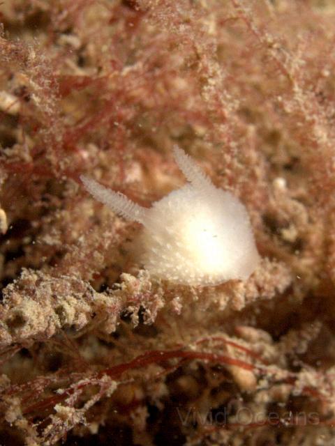 DW115160.JPG - One of our favourites the Scottie dog slug whoops - Acanthodoris pilosa