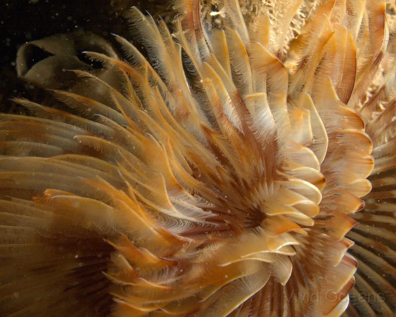 DW115176.JPG - ... very dense and fluffy!