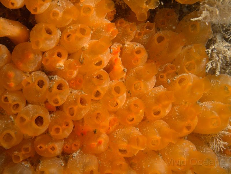 DW115179.JPG - Many of the walls were covered in Orange Seasquirts - Stolonica socialis