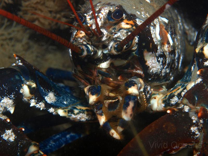 P7116792.JPG - Guest of honour! A lobster - Homarus gammarus - rare in the South West we're used to fighting them off in Norfolk