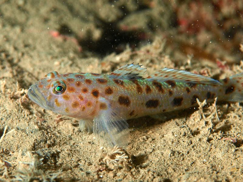 P7116794.JPG - There were numerous Leopard gobies too - Thorogobious ephippiatus - irridescent in close up