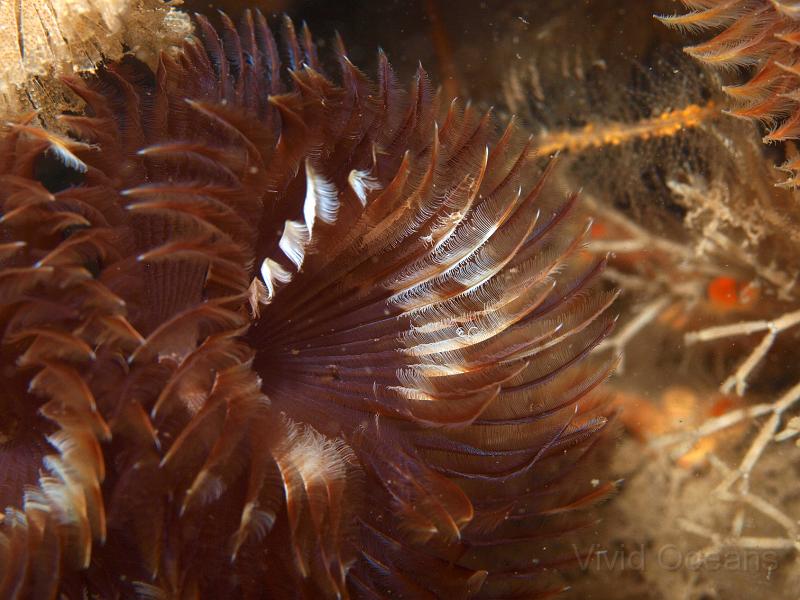 P7116847.JPG - The double spiral fanworms - Bispira voluntacornis - were impressive...