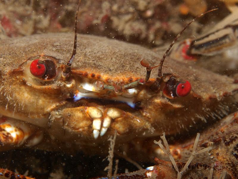 P7116853.JPG - Someone didn't have time for a shave this morning. A Velvet swimming crab - Necora puber