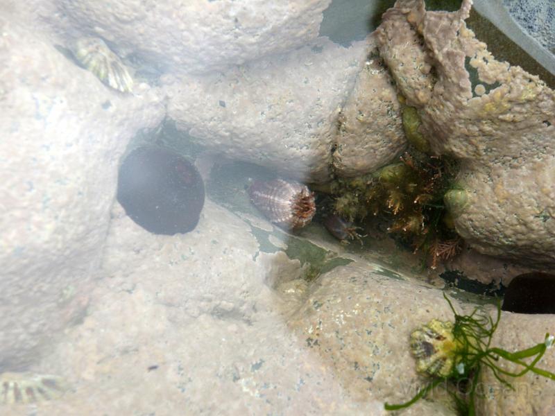 P7106234.JPG - The rockpools had a good selection of stuff; resting beadlet and gem anemones