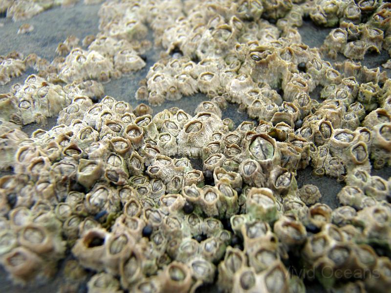 P7106241.JPG - barnacles galore