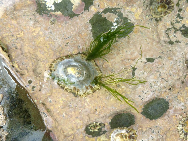 P7106260.JPG - Limpets with cool hairdos!