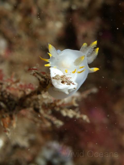 DW115040.JPG - This one could be laying eggs or discovering someone elses