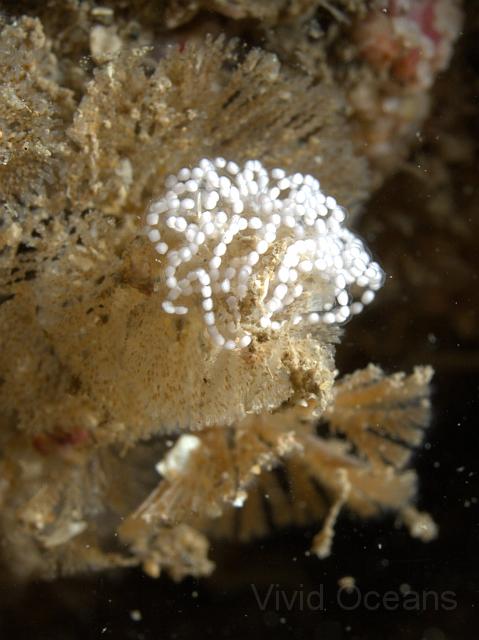 DW115067.JPG - Here are the eggs of another nudi, but not a Doto
