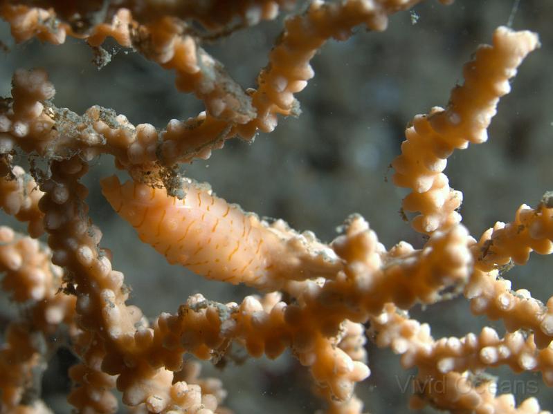 DW115070.JPG - While looking closely at the seafans we found some of these False cowries - Simnia patula