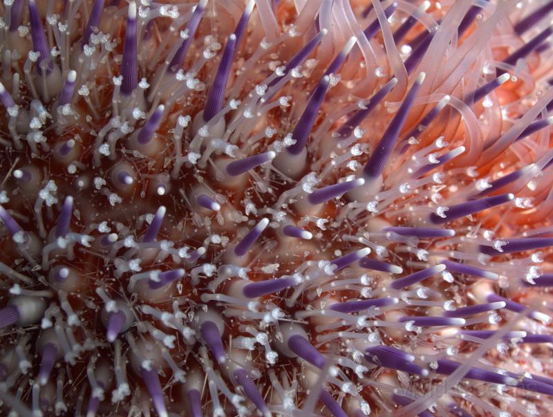DW115072.JPG - Dawn's speciality. Extreme detail of an Edible urchin - Echinus esculentus - look at those nippers!