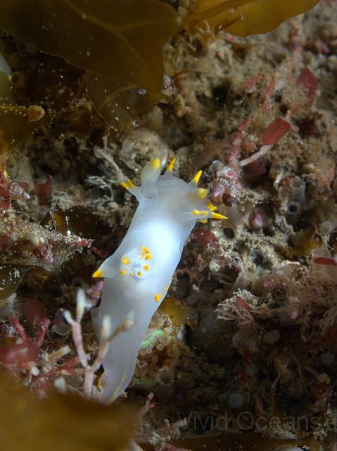 DW115103.JPG - A very tidy Polycera faroensis - look at the number of tiny snails dotted around