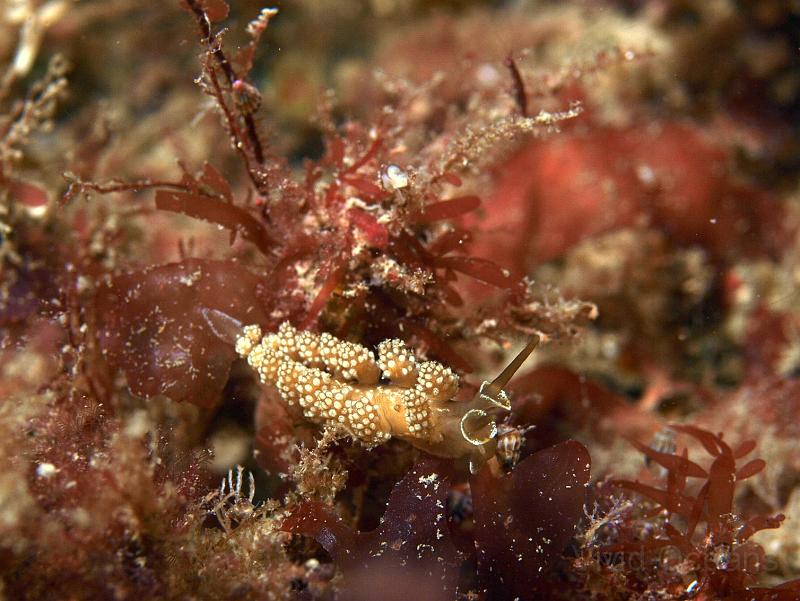 P7116681.JPG - The most popular and distinct Doto was D. Fragilis - a nice golden beige and no spots on its tubercles