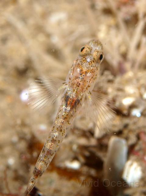 P7116726.JPG - An unusual view of a goby, maybe the painted one - Pomatoschistus pictus